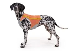 Gilet Rafraichissant Pour Chien Ruffwear Swamp Cooler -Chats Chiens Fournitures Magasin 05451 swamp cooler zip salmon pink vilas small.143648425d5f