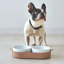 Bols Doubles Pour Chat Tavoletta 10 Bols Doubles Pour Chat Tavoletta -Chats Chiens Fournitures Magasin 157657011 3749448261804525 2731050028069019296 o