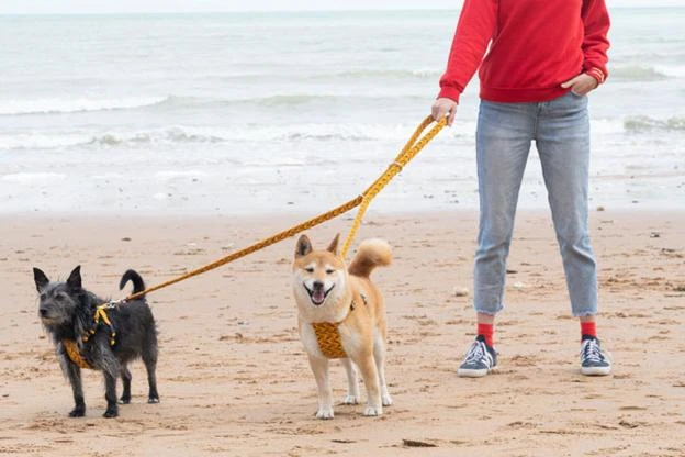 Laisse Fireworks 5 Laisse Fireworks – Image 5