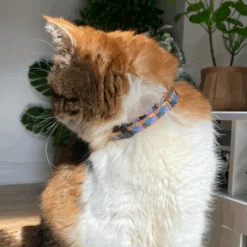 Collier Pour Chat Starry Night Vegan 5 Collier Pour Chat Starry Night Vegan -Chats Chiens Fournitures Magasin 1 450x450 500553ee 334d 4796 ad24 533ef3b6f4b4