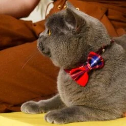 Noeud Papillon Pour Chat écossais -Chats Chiens Fournitures Magasin 210414H WApril211397WEB 444x444 6b1a2026 dce0 46bf 9c5b 236bd8d8daf5