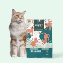 Chats Chiens Fournitures Magasin -Chats Chiens Fournitures Magasin 41