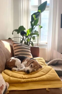 Matelas De Voyage Pour Chien Enroulable Compass Band & Roll -Chats Chiens Fournitures Magasin 49cff49df540a944707e83bca4817ae0