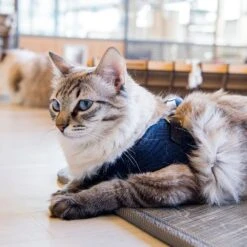 Harnais Knox Q Catspia 7 Harnais Knox Q Catspia -Chats Chiens Fournitures Magasin 91NQd 2Bt6QHL. SL1500