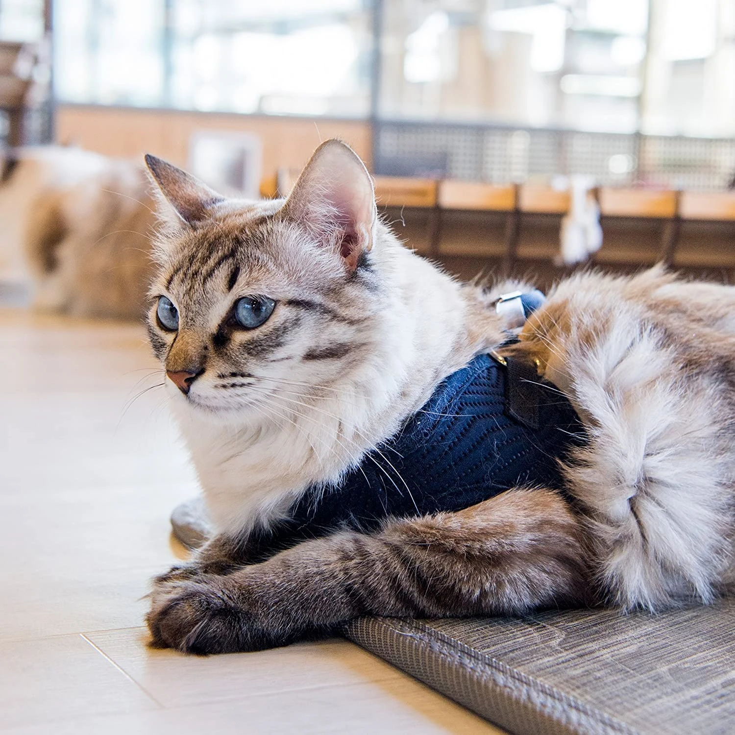 Harnais Knox Q Catspia 4 Harnais Knox Q Catspia – Image 4