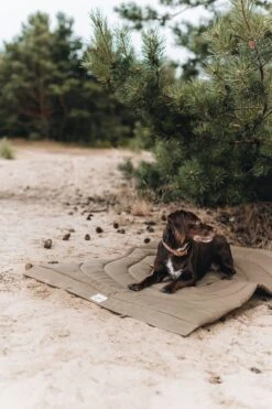 Matelas De Voyage Pour Chien Enroulable Compass Band & Roll -Chats Chiens Fournitures Magasin Adogontheblanketinthewoods 720x 9d7546b6 7267 449e 8a06 580bb2043e16