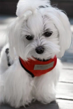 Harnais Candy Avec Laisse -Chats Chiens Fournitures Magasin BowlAndBone Republic harness for dog CANDY set red LS2S