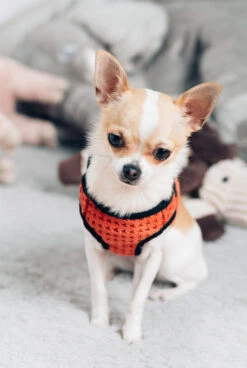Harnais Soho Avec Laisse -Chats Chiens Fournitures Magasin BowlAndBone Republic harness for dog SOHO orange LS1S
