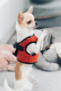 Harnais Soho Avec Laisse -Chats Chiens Fournitures Magasin BowlAndBone Republic harness for dog SOHO orange LS2S