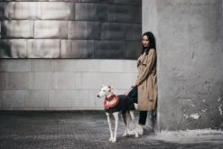 Manteau Pour Lévriers -Chats Chiens Fournitures Magasin ChaquetasBrott 64 800x533