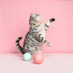 Collier Pour Chat Ice Cream (4 Couleurs) -Chats Chiens Fournitures Magasin Cheshire 26Wain RachelOates 21