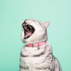 Collier Pour Chat Ice Cream (4 Couleurs) -Chats Chiens Fournitures Magasin Cheshire 26Wain RachelOates 68