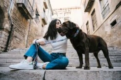 Collier Pour Chien Gosol -Chats Chiens Fournitures Magasin DSC5361