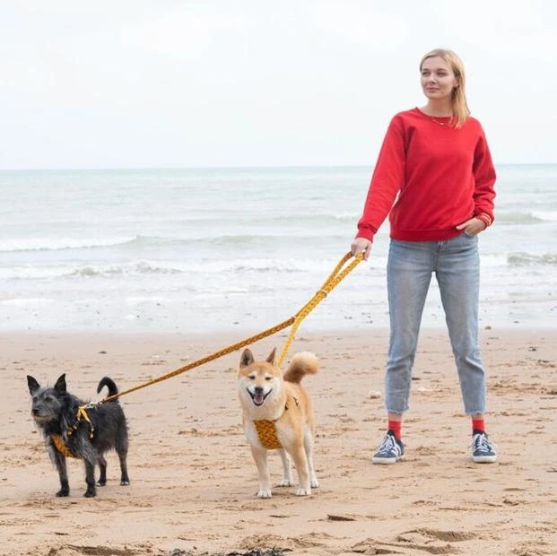 Laisse Fireworks 4 Laisse Fireworks – Image 4