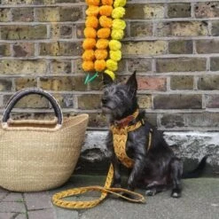 Harnais Pour Chien Fireworks 5 Harnais Pour Chien Fireworks -Chats Chiens Fournitures Magasin IMG 0602 2048x 95643f5b d245 47da 8b45 3ad60ab97e58