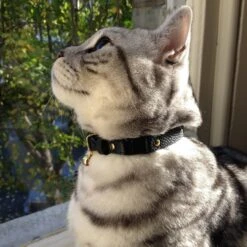 Collier Pour Chat En Cuir Beluga Caviar 5 Collier Pour Chat En Cuir Beluga Caviar -Chats Chiens Fournitures Magasin IMG 4388