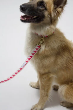 Collier Pour Chien Nice Grill Rouge -Chats Chiens Fournitures Magasin IMG 5056 e7406350 b970 4a3a 9169 e5f23dfa8b8b