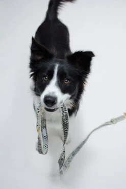 Collier Pour Chien Out Of My Box (2 Couleurs) -Chats Chiens Fournitures Magasin IMG 5190