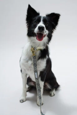 Collier Pour Chien Out Of My Box (2 Couleurs) -Chats Chiens Fournitures Magasin IMG 5267