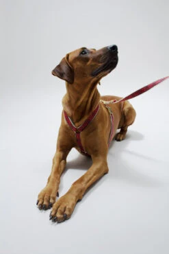 Laisse Out Of My Box (2 Couleurs) 11 Laisse Out Of My Box (2 Couleurs) -Chats Chiens Fournitures Magasin IMG 5528 473b733a 063b 4b6b 9cf3 4e0bbf360f05