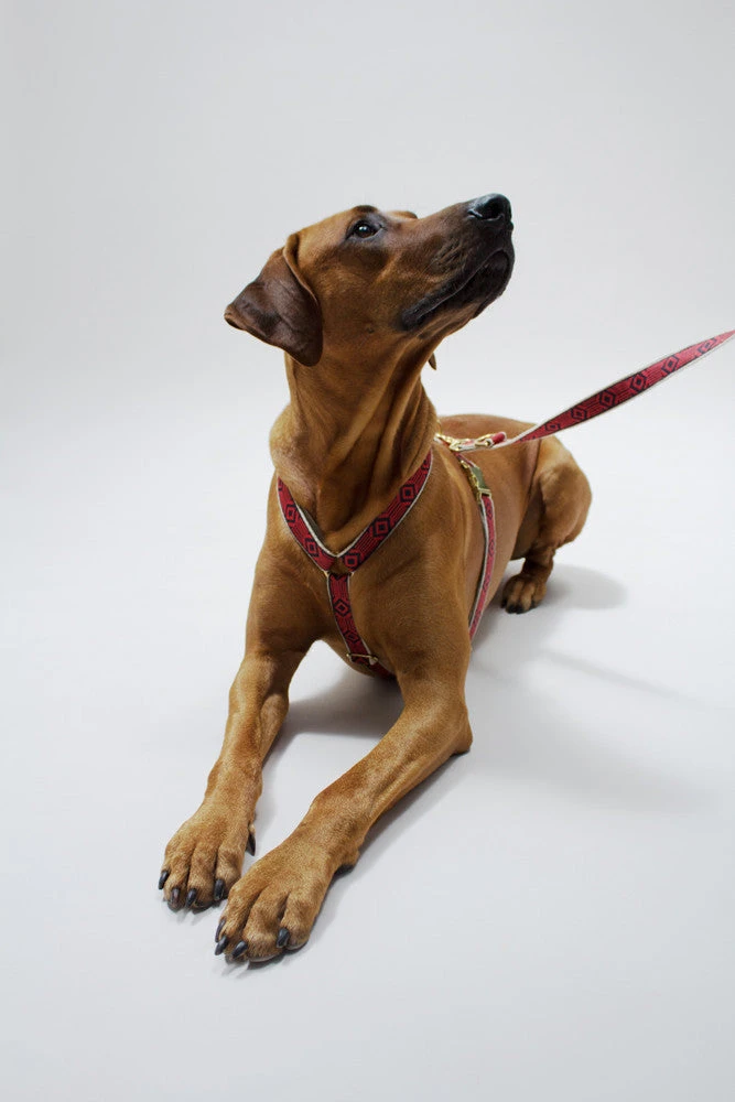 Laisse Out Of My Box (2 Couleurs) 6 Laisse Out Of My Box (2 Couleurs) – Image 6