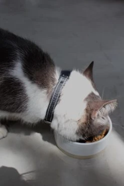 Collier En Cuir Pour Chat -Chats Chiens Fournitures Magasin IMG 7834 640x 1f7a0388 0b90 48bf b2a4 394c94a8578b