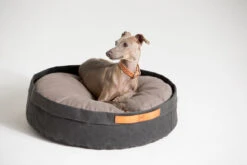 Coussin Pour Chat Et Chien Irvin (3 Couleurs) -Chats Chiens Fournitures Magasin MG 0840