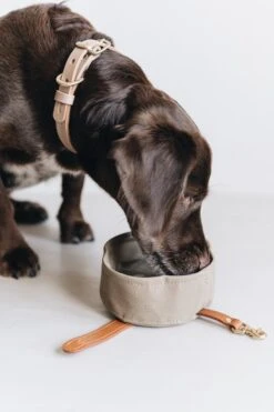 Bol De Voyage Pour Chien Pliable Melo Band & Roll -Chats Chiens Fournitures Magasin Mikadrinkingoutofsmallmelo 720x 134807e9 0678 4b57 b045 51d809fa40e7