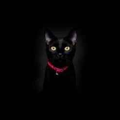 Collier Pour Chat Réfléchissant Lumino Lux -Chats Chiens Fournitures Magasin NeonPinkReflectiveCatCollar Cheshire WainBlackCat 1800x1800 edd68a69 eedf 4197 ab98 79e707506f24