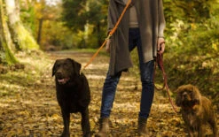 Laisse Pour Chien En Corde Réglable (11 Couleurs) -Chats Chiens Fournitures Magasin Sans titre