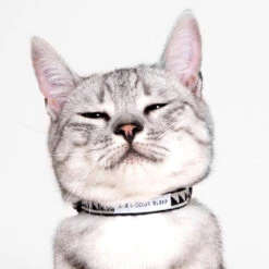 Collier Pour Chat Nice Grill Noir Et Crème -Chats Chiens Fournitures Magasin Studio Cat Nice Grill Cream Black 01