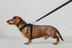 Laisse Destroyer - Basic 9 Laisse Destroyer - Basic -Chats Chiens Fournitures Magasin bbe331 d431baa301d1439fad1bdf509d52d344 mv2 767899c4 b2ac 40b7 bc99 6abbc89d6c1b