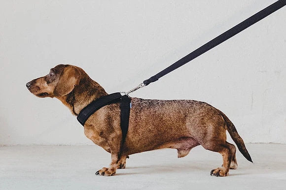 Laisse Destroyer - Basic 4 Laisse Destroyer - Basic – Image 4