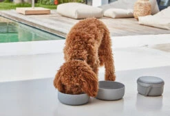 Bento De Voyage Pour Chien -Chats Chiens Fournitures Magasin bento bildergalerie3