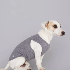 Pull Fin Pour Chien Agnes -Chats Chiens Fournitures Magasin body agnes 1