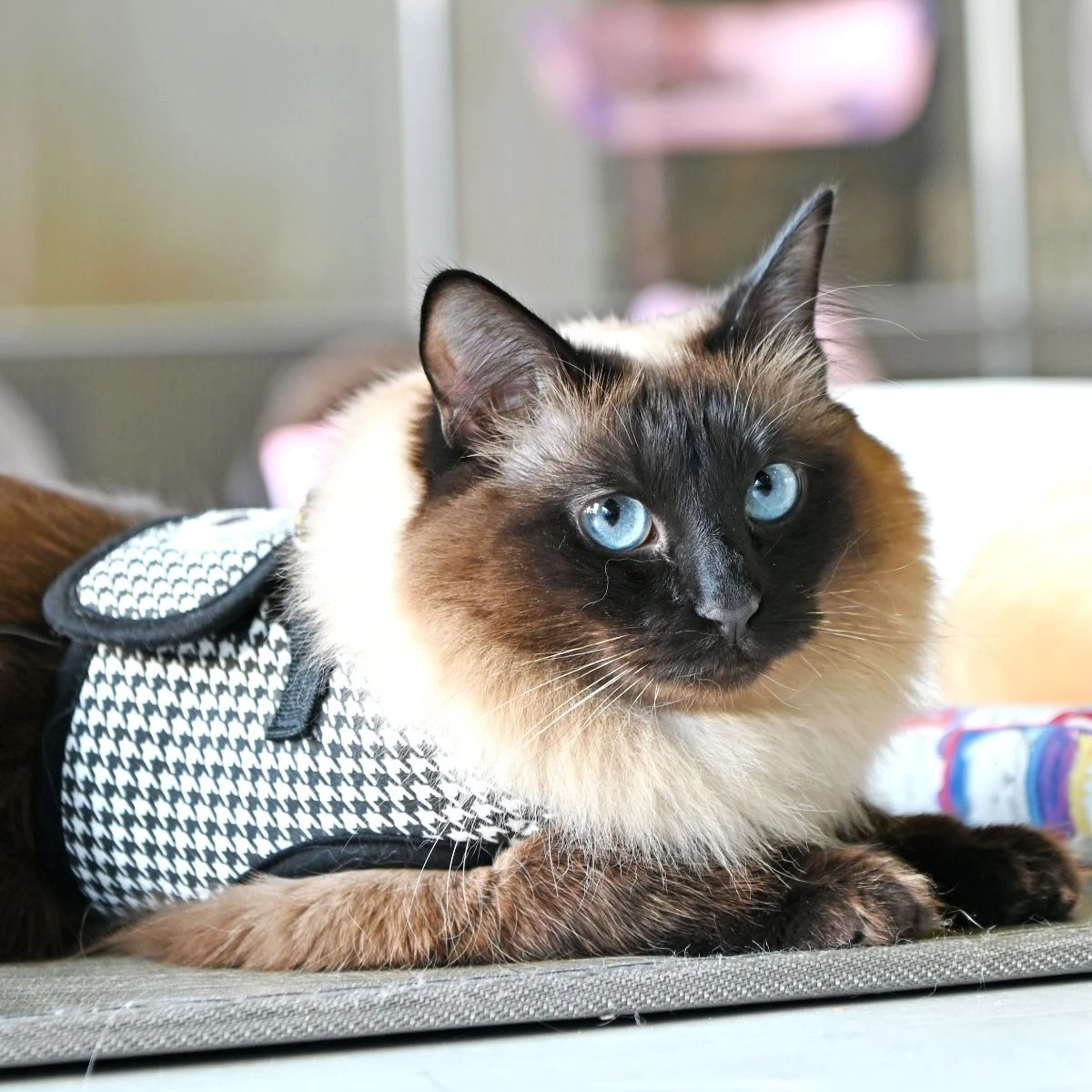 Harnais GARBO B Pour Chat 4 Harnais GARBO B Pour Chat – Image 4