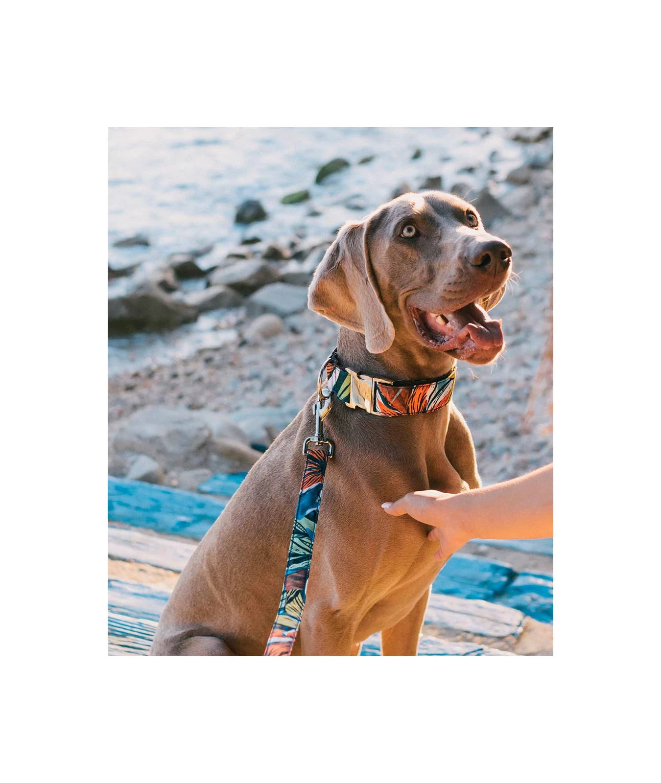 Laisse Pour Chien Portlligat Tropicale 2 Laisse Pour Chien Portlligat Tropicale – Image 2