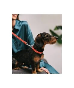 Laisse Pour Chien Mirallès -Chats Chiens Fournitures Magasin collar perro estampado textura riells d38423a7 cfb6 4237 ab9d cf7f54217a06