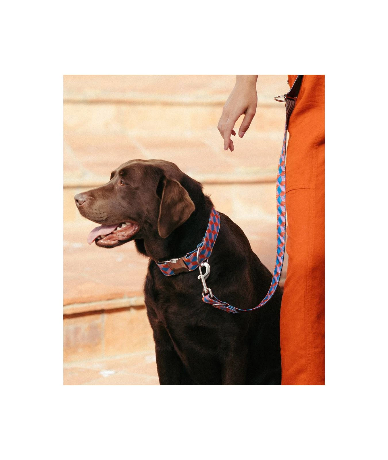 Collier Pour Chien Satuna 2 Collier Pour Chien Satuna – Image 2