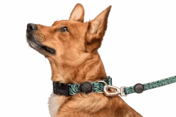 Collier Pour Chien Rage Labyrinth -Chats Chiens Fournitures Magasin collare rage labyrinth header top transparent d