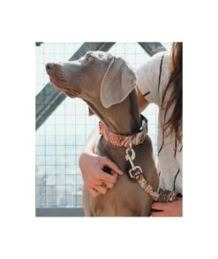 Collier Pour Chien Barcelona 5 Collier Pour Chien Barcelona -Chats Chiens Fournitures Magasin dog collar barcelona 1