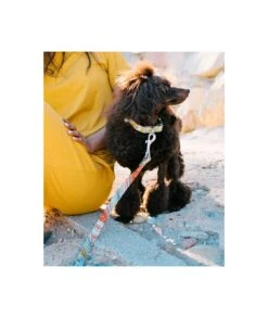 Collier Pour Chien Sacaleta Classique Et Martingale -Chats Chiens Fournitures Magasin dog collar brottdog textura sacaleta f59139a8 7c6e 4333 a82d fb95e9084b7f