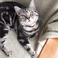 Collier Pour Chat En Cuir Bernie -Chats Chiens Fournitures Magasin download