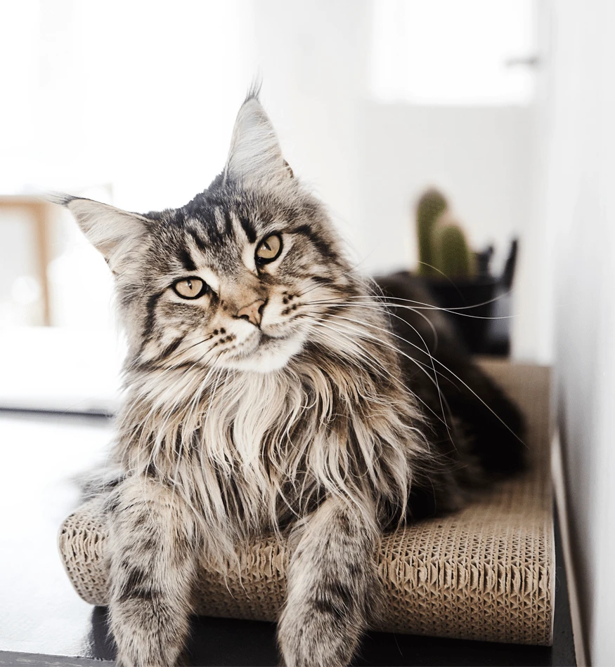 Griffoir En Carton Pour Chat Design TOBI 7 Griffoir En Carton Pour Chat Design TOBI – Image 7