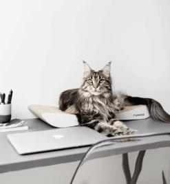 Griffoir En Carton Pour Chat Design TOBI 12 Griffoir En Carton Pour Chat Design TOBI -Chats Chiens Fournitures Magasin eng pl Scratcher TOBI white 19 6