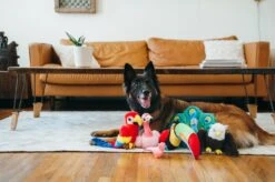 PLAY Peluche Perroquet -Chats Chiens Fournitures Magasin fetching flock plush toy set lifestyle image 2