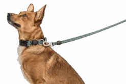 Laisse Rage Labyrinth -Chats Chiens Fournitures Magasin guinzaglio rage labyrinth header top transparent c