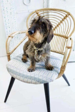 Harnais Grill See Scout Sleep -Chats Chiens Fournitures Magasin harness nice grill cream and black small dashhound