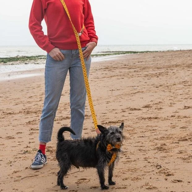 Laisse Fireworks 3 Laisse Fireworks – Image 3