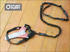 Harnais De Running Pour Chien -Chats Chiens Fournitures Magasin hns 01m 04